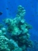 coral outcrop.jpg